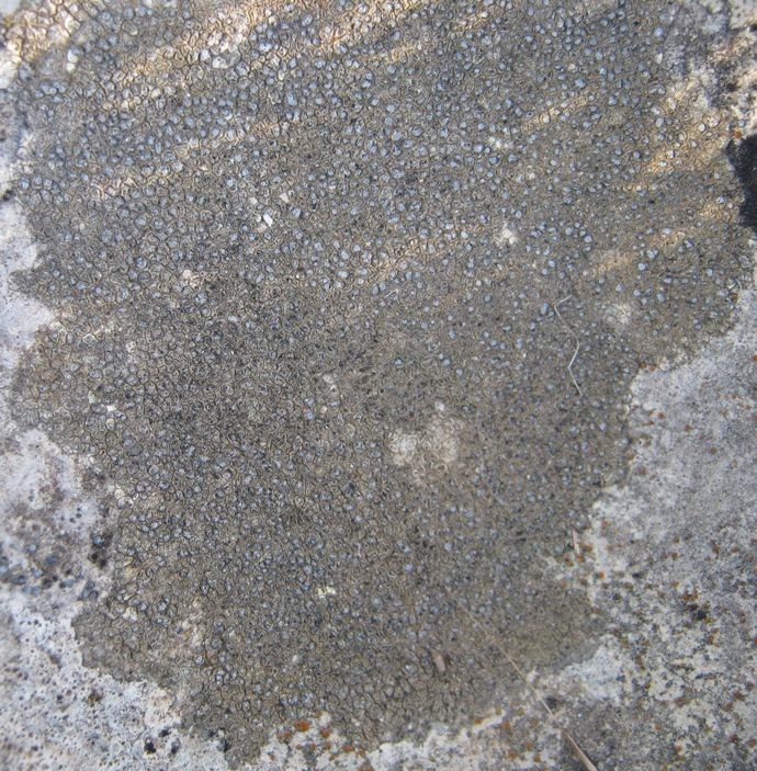 Aspicilia: Variet�